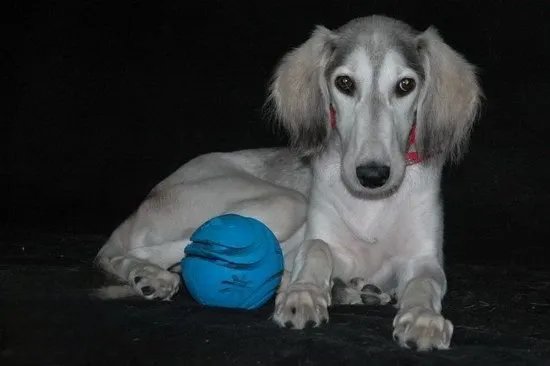 萨路基猎犬握手如何训练 萨路基猎犬握手训练方法