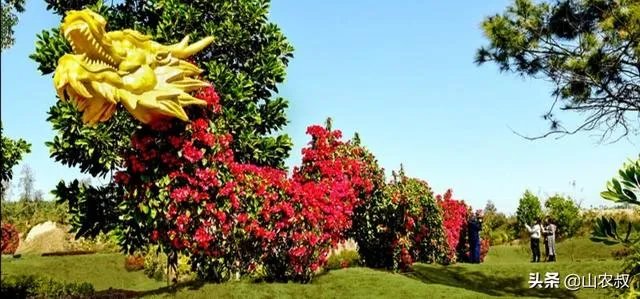 为什么感觉今年大家都急着回农村过年？