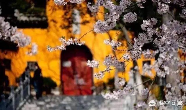 南京鸡鸣寺的樱花什么季节开？