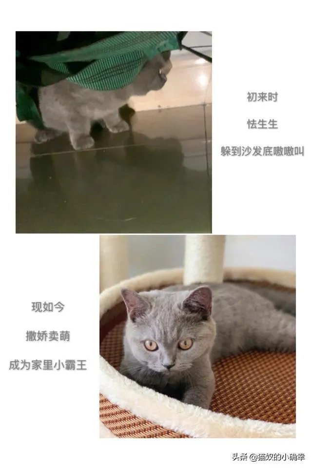 猫总是叫的委屈