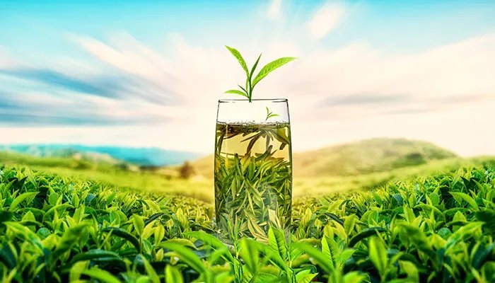 茶有哪些种类 茶的种类有哪些