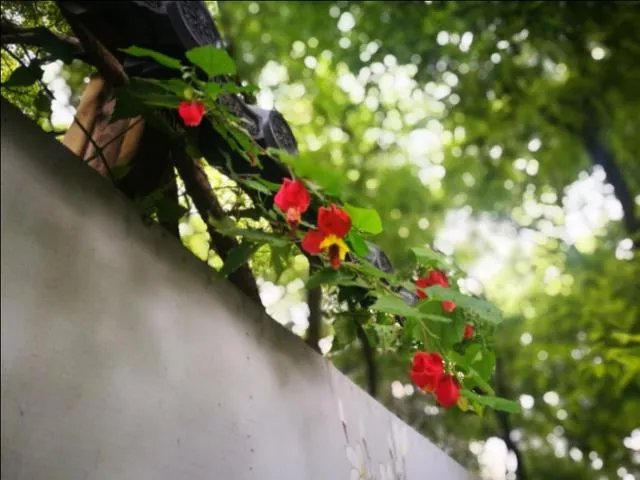 武汉的夏天适合种什么花？