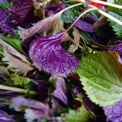 孕妇能吃河蚌吗