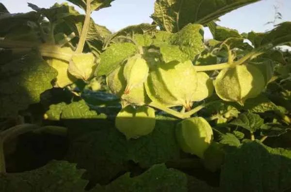 姑娘果的功效与作用及营养价值