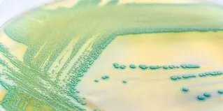 欧莱雅惊绽浓密睫毛膏