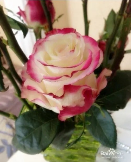 网上订购鲜花哪里好