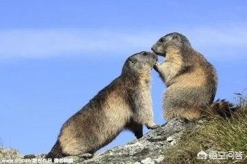 初吻是什么感觉？