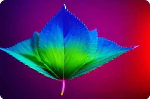 虞初新志文言文