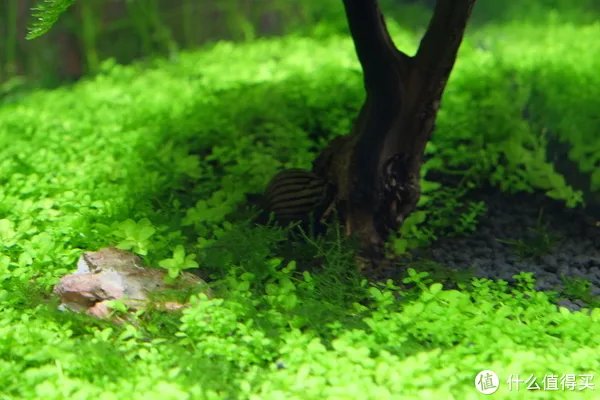 造景 篇一：小白也能玩草缸—聊一聊我的水草缸造景历程