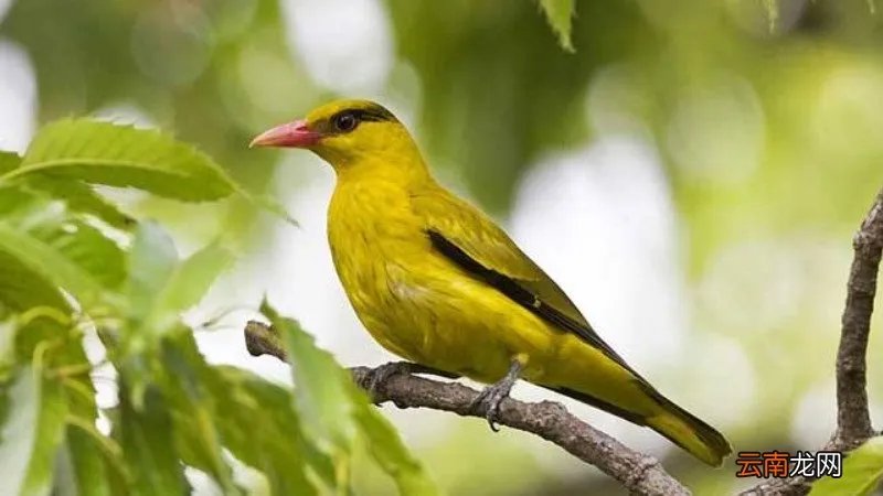 黄鹂鸟叫声是怎样的