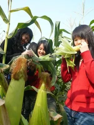 鲜玉米是什么玉米