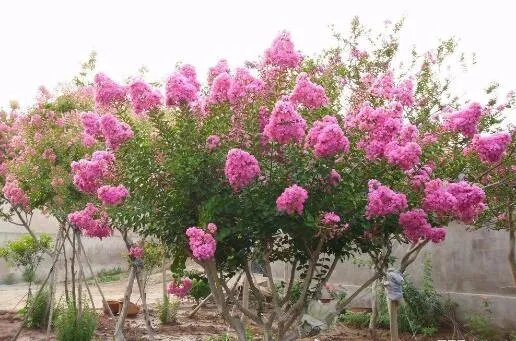 痒痒树的学名叫什么