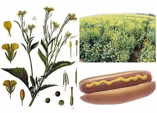 日本料理中的“瓦萨比”到底是什么？山葵和芥末是一种东西吗？