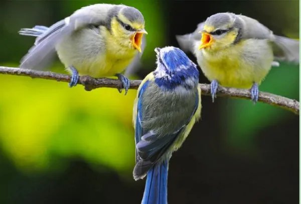 天快亮时鸟儿叫得挺欢，天彻底亮后怎么不叫了？