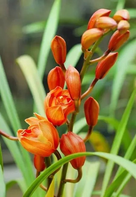 十大洞房花图片？