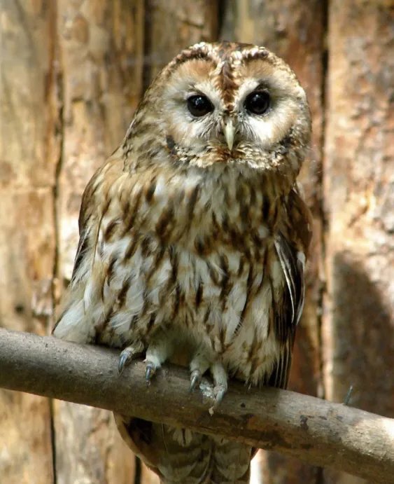 用简单说法猫头鹰的外貌与特点是什么？