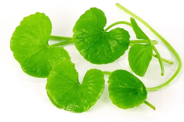 吃什么药不能死但是吓人