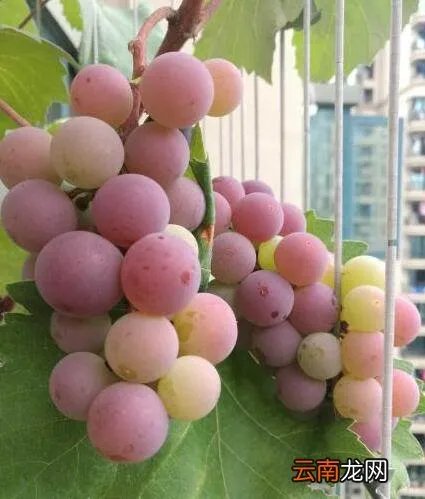 怎样种葡萄视频教程 种植方法 家庭怎么种盆栽葡萄