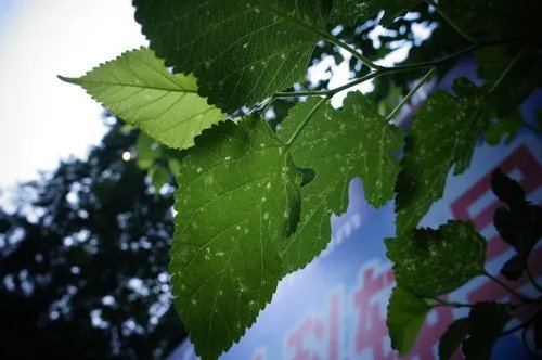 索尼NEX-C3评测：照片创作样张