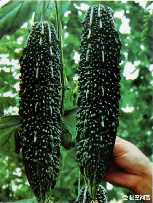 种植黑苦瓜的时候，和普通的苦瓜有哪些区别吗，如何种植黑苦瓜？