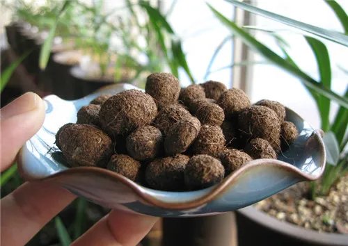 草炭是什么 草炭有哪些用处