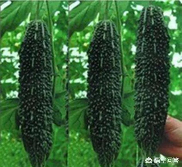 种植黑苦瓜的时候，和普通的苦瓜有哪些区别吗，如何种植黑苦瓜？