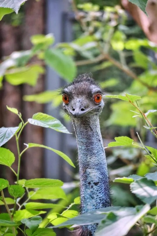 使用佳能微单M6是一种什么体验？