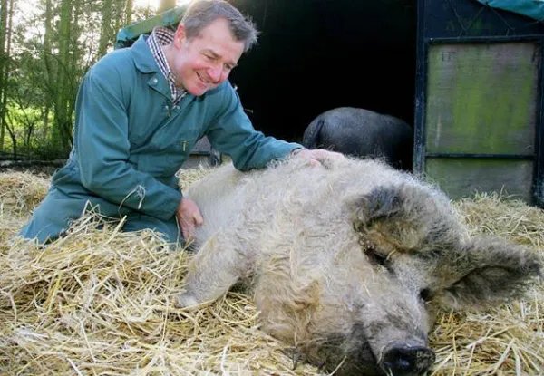 “绵羊猪”是什么鬼？