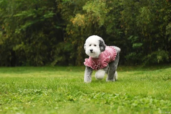 古牧幼犬的照顾要点都有什么呢？