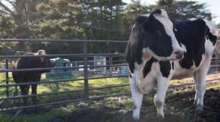 世界上最大的奶牛叫什么名字？它现在生活在哪个地区？