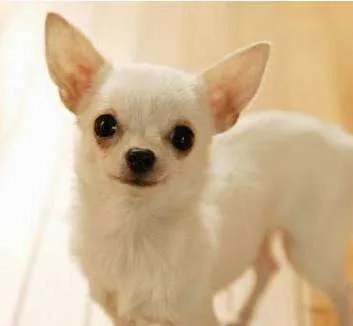 小型犬品种大全