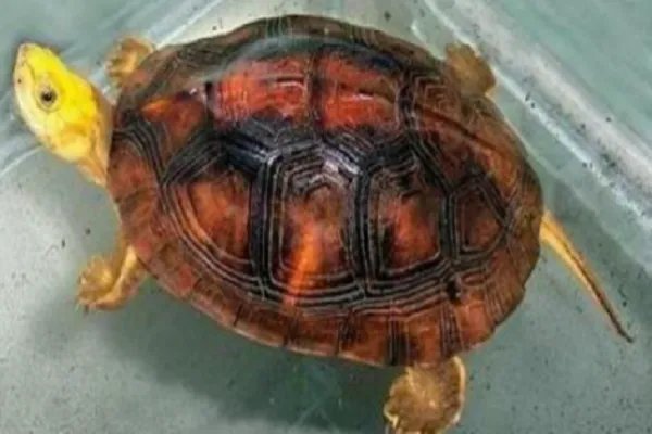 金钱龟的价格？