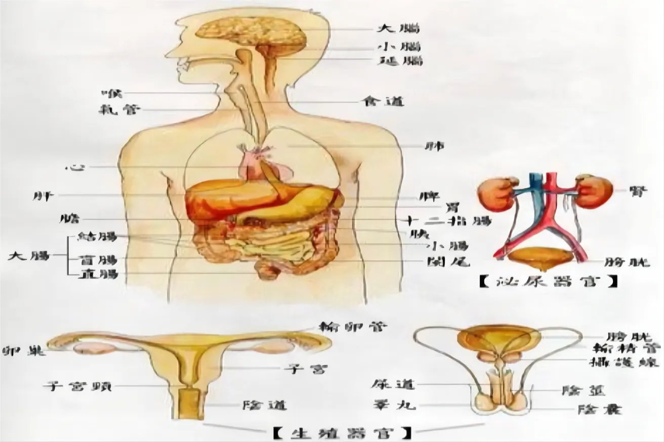 人体器官立体图的位置示意图
