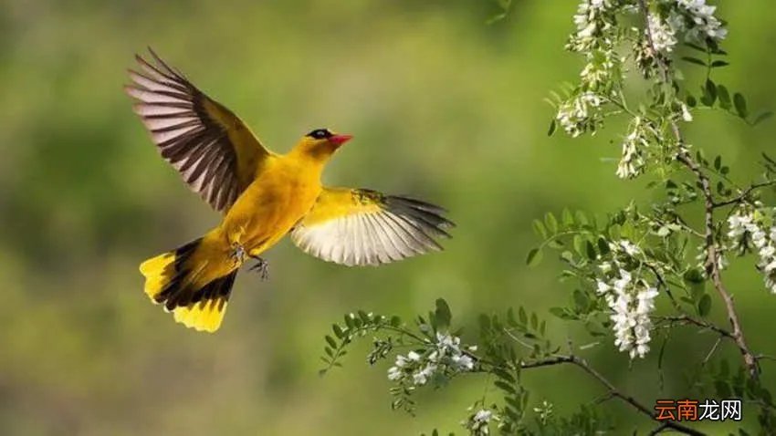 黄鹂鸟叫声是怎样的