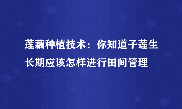 莲藕种植技术：你知道子莲生长期应该怎样进行田间管理
