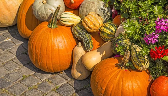 窝瓜和南瓜的区别是什么 南瓜和窝瓜是一种吗