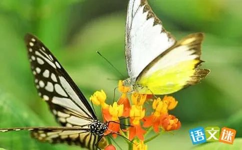 蝴蝶园游记