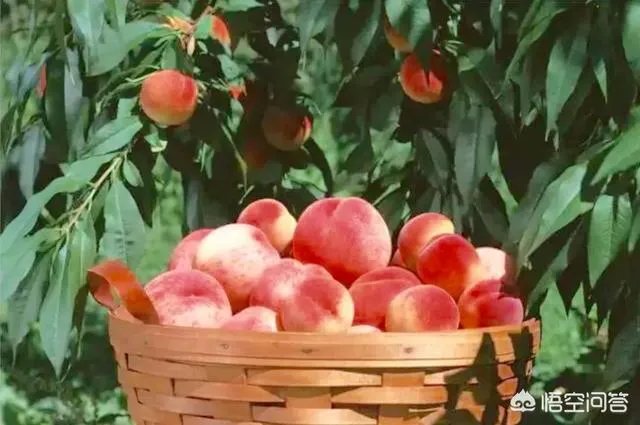 苏州哪里的水蜜桃口感好？
