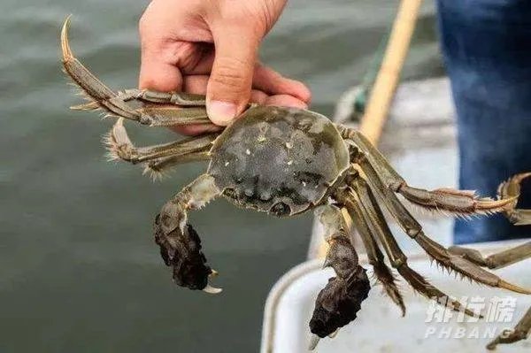 昆山阳澄湖大闸蟹第一品牌_昆山阳澄湖大闸蟹攻略