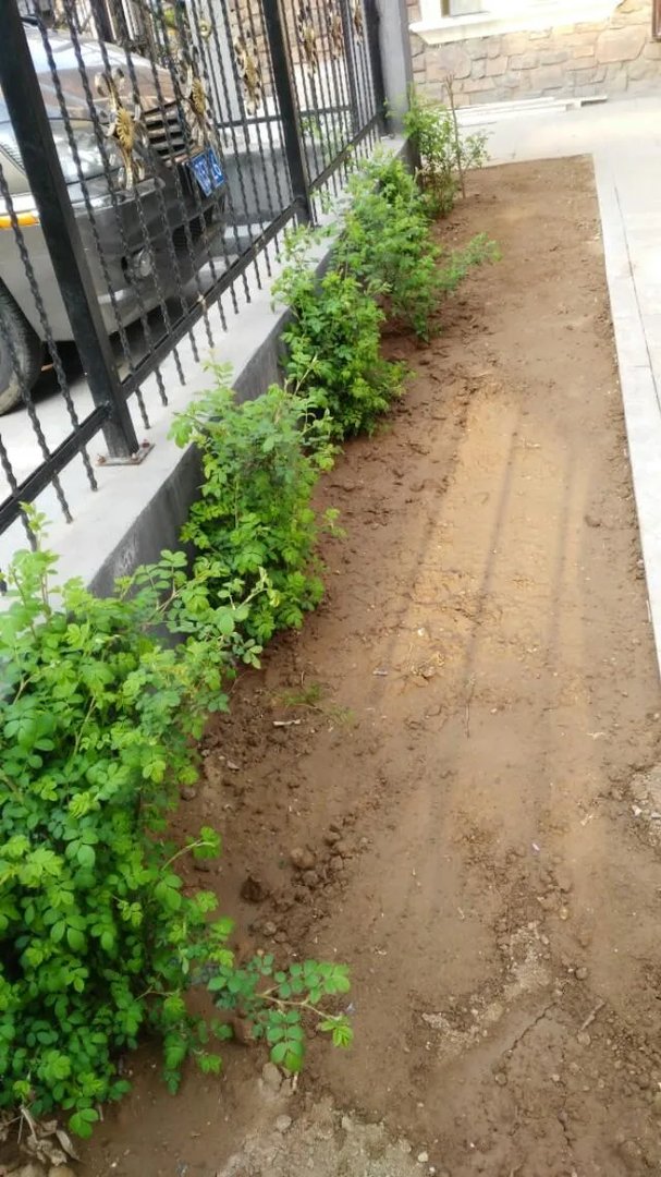 为什么很多人都说“千万不要买宿迁的花”？