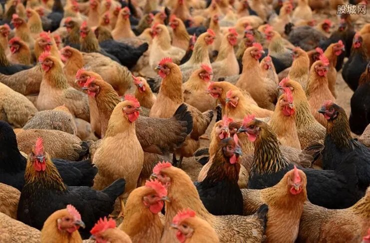 未来养殖业什么最赚钱 七种热门养殖动物介绍