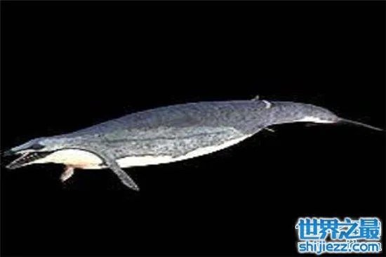 伊西斯龙王鲸是一种远古生物，曾是海洋中的霸主 