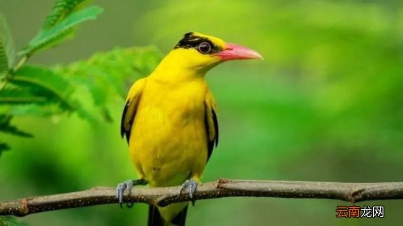 黄鹂鸟叫声是怎样的