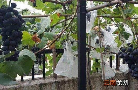 怎样种葡萄视频教程 种植方法 家庭怎么种盆栽葡萄