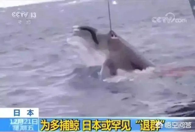如何看待日本宣布退出国际捕鲸协会？日本为何非要商业捕鲸？