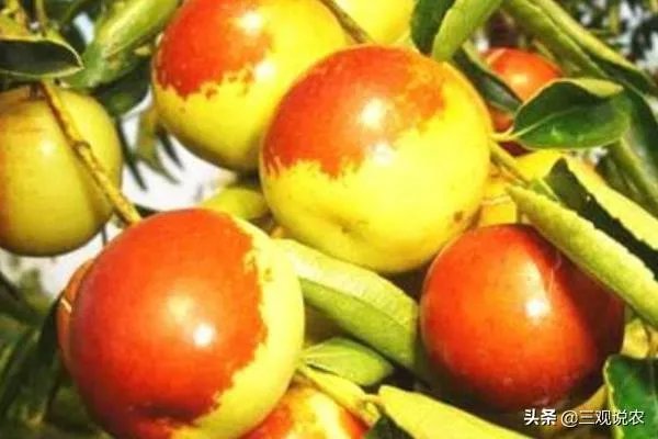 现在冬枣价格多少钱一斤？南方种植冬枣的前景如何？