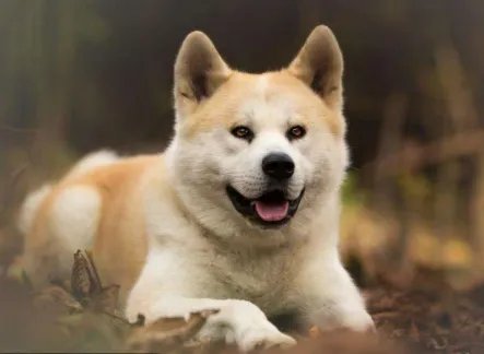 十大名犬分别是哪些品种的?