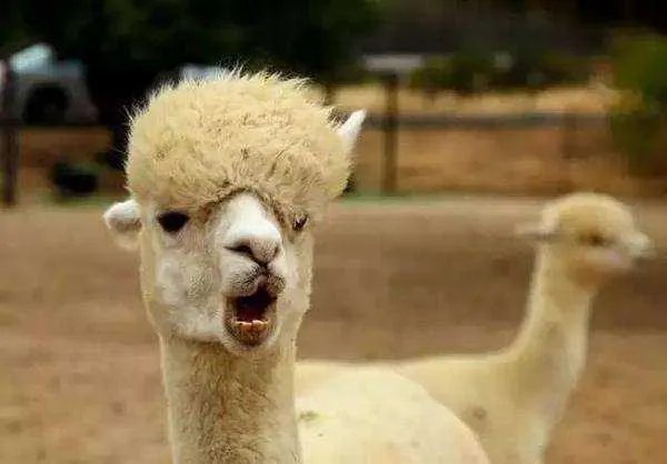 草泥马之歌的歌词