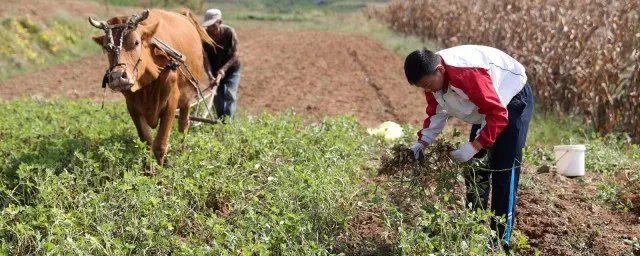 庄稼地里的故事