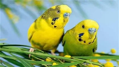 虎皮鹦鹉繁殖的前兆是什么